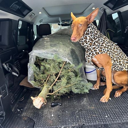 Hundefreundliche Unterkunft Im Muehlviertel In Oberoesterreich Freundorf Экстерьер фото